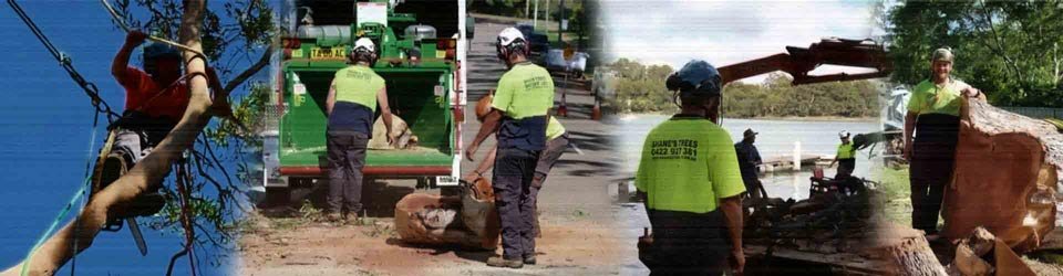 tree-cutting-st-george