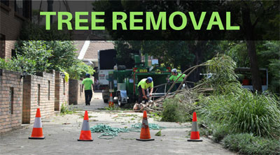 tree removal services sydney