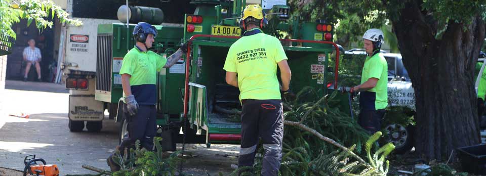 local-government-tree-removal-company