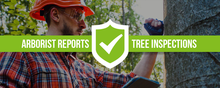 tree-arborist-reports-sydney