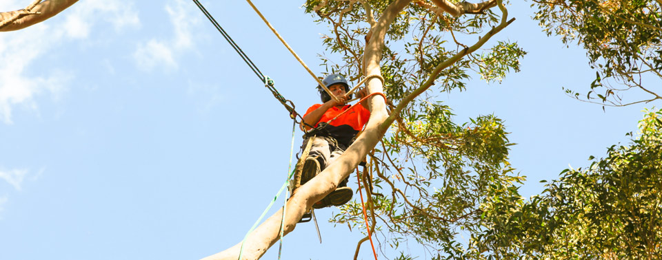 Climbing Arborist Removing Tree Branches