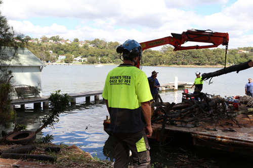 tree removal bayside