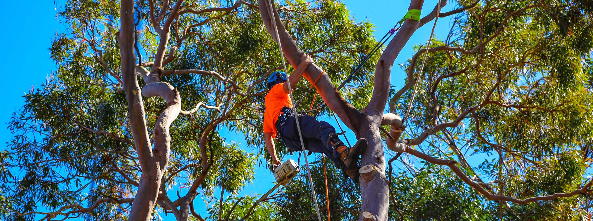 tree-pruning-in-Sydney-NSW