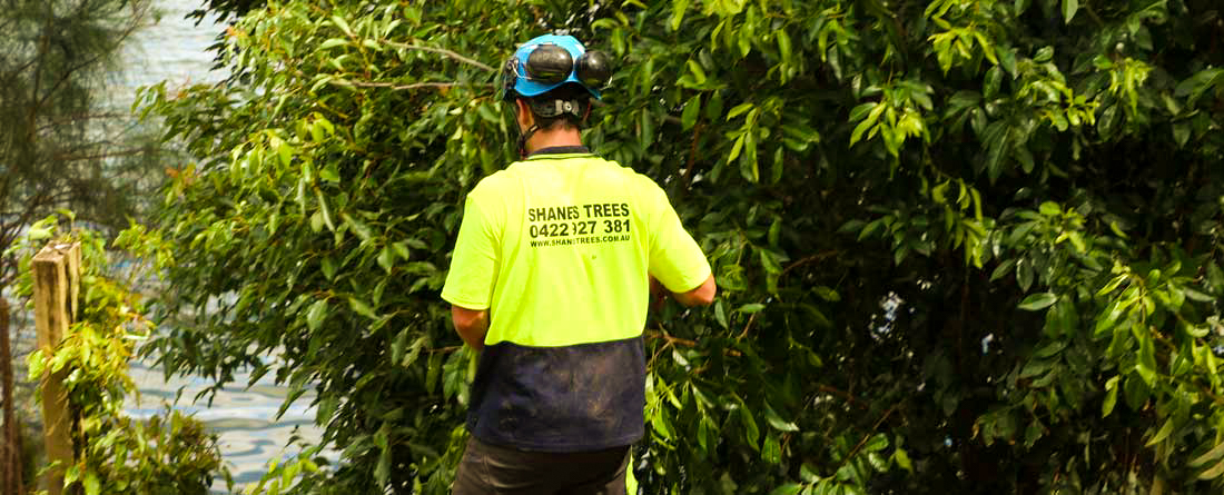tree removal helensburgh