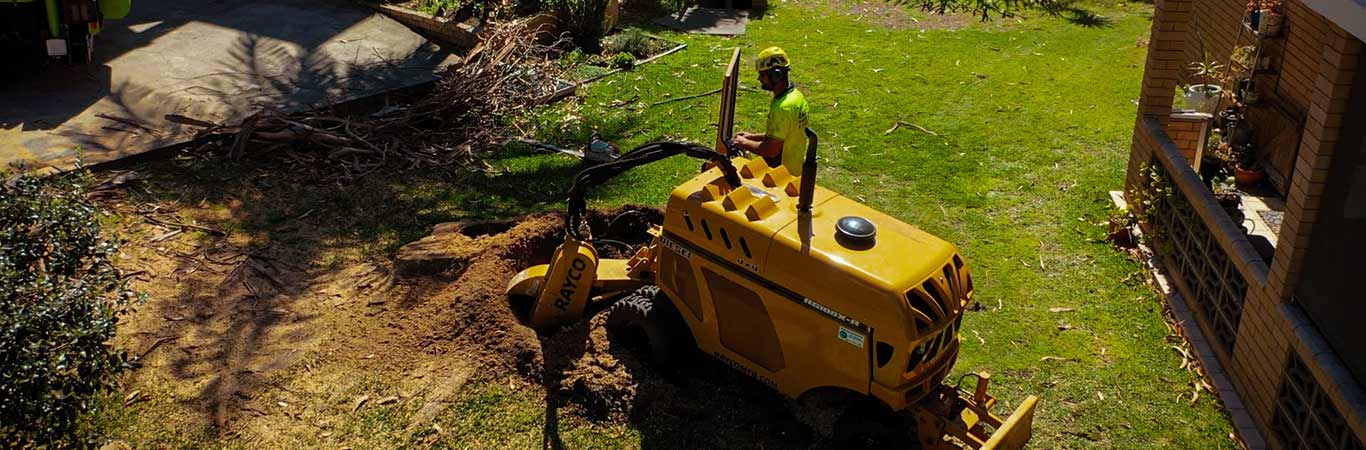 removing a tree stump with a Rayco stump grinding machine